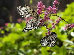 Butterflies